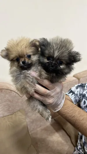 Pomeranian2