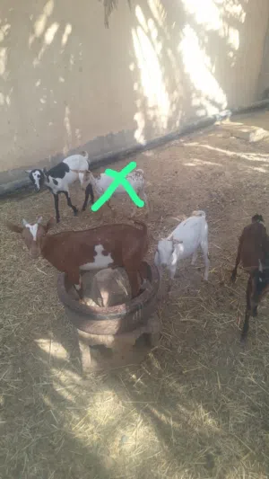 تيوس ظفاريات