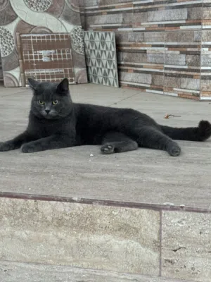 للبيع قط كوتش