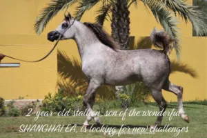 Arabian horse young stallion show horse