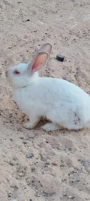 ارنب مجريه 3لونها ابيض واسود