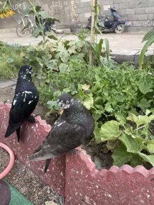 حمام زينه ً