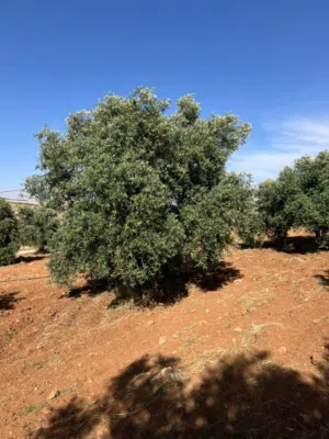 Farm Land for Sale in Jerash Dahl