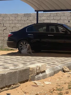 Used Genesis Other in Tripoli