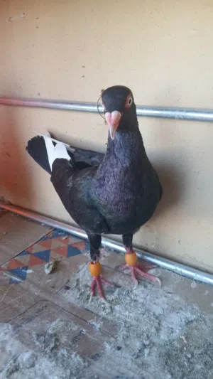 موجود طيرين للبيع