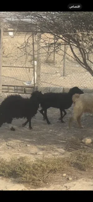 للبيع كبش وحمله  للبيع كبش وحمله السعر 180للاثنين