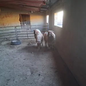 ‏ماعز‏1