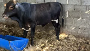 عجول محلية تترواح أعمار العجول سنتين