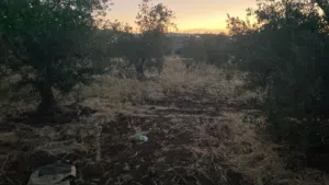Residential Land for Sale in Salt Al Subeihi