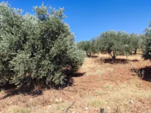 Mixed Use Land for Sale in Zarqa Sarout