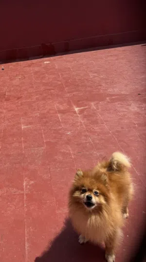 Spitz nain “loulou de pomeranie»