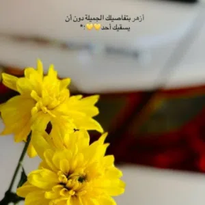 قيصر البصره
