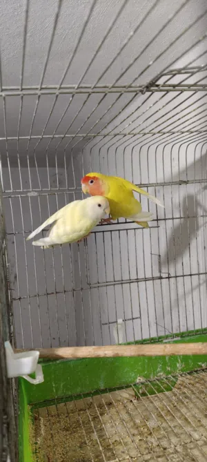 صحة ونظافة آخر 4 حبات فراخ روز اينو لاتينو