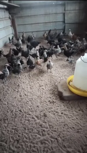 للبيع فروخ دجاج عربي فيه سيافي