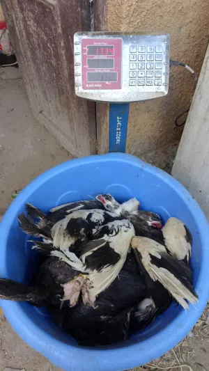 بط  بلدي وديوك بلدي تربية بيتي للذبح متوسط من 2ك إلى 3.5ك