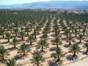 Farm Land for Sale in Salt Al Balqa'