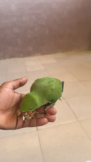 متوه اليفه 20