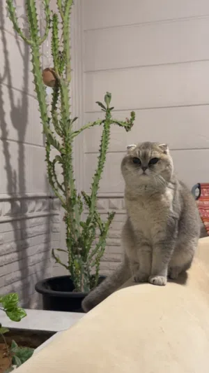 Scottish Triple Fold Shorthair Female Cat
