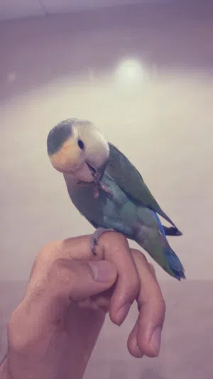 ببغاء الروز العمر سنه مدرب و جيد التعامل