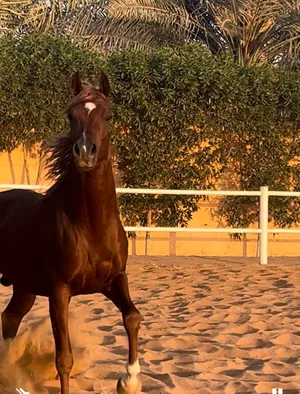 Horses0