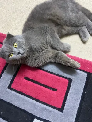 قطه سكوتش فولد عمر سنه ونص