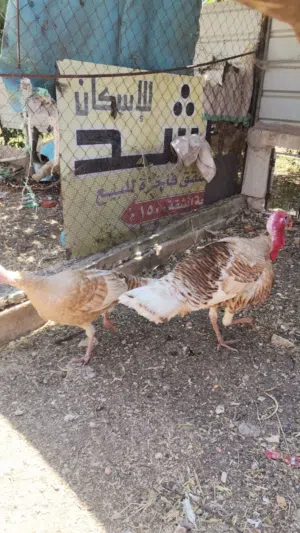 جوز حبش احمر ذكر وانثى للبيع عمر عشر شهور بياض
