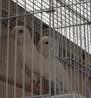 زوج لافبيرد البينو