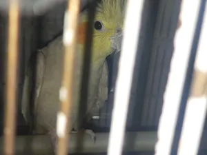 Birds1