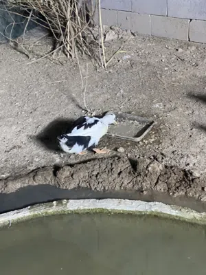 اربع بشوش للبيع