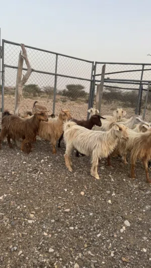 للبيع حلال طيب