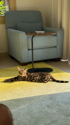 Bengal male cat available for breeding family tree and full pure breed certificates available