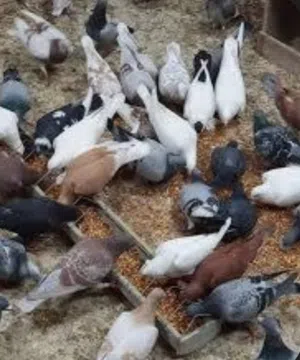 حمام بلدي لبيع 40جوز