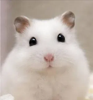 هامستر ابيض شتوي hamster