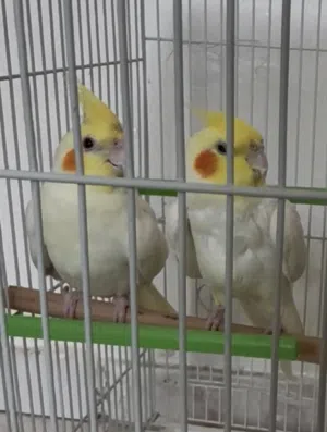4 كروان مع قفص كبير بيعة سريعة