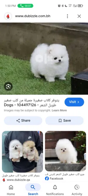 مطلوب جرو صغير اقرا الوصف