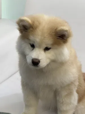 Shiba inu female dog 3 months