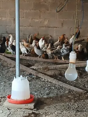 sale omani chicken
