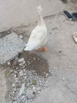 بطة مع ديك مع دجاج