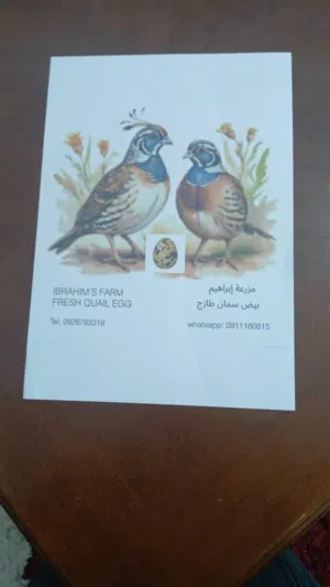 بيض سمان مخصب