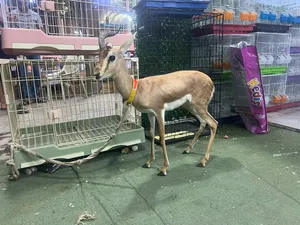 ‏غزلان‏2