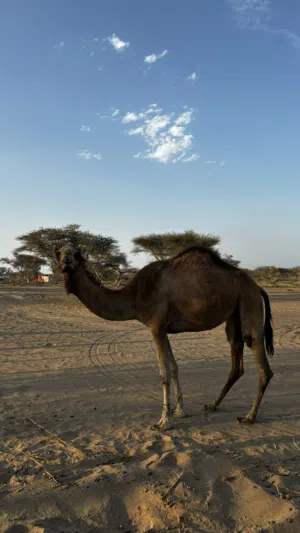 للبيع بكره ثنيه