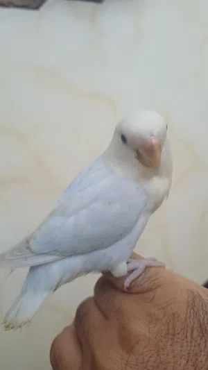 بركديلو مروض جاهز للتدريب ..