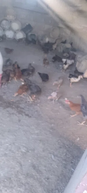 فرخات وديوك للبيع