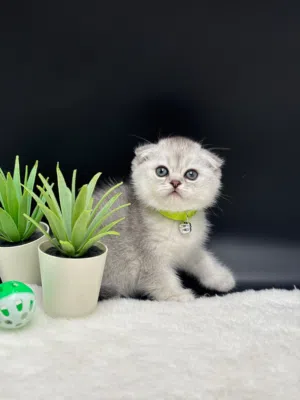2 kittens scottish fold silver, males قطتين سكوتش فولد سيلفر عنر شهر ونصف ذكور