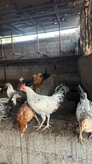 للبيع دجاج عماني اللحق ما تلحق