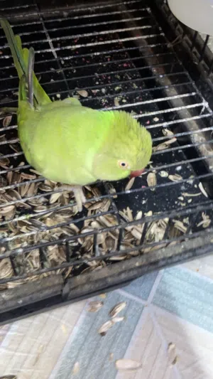 للبيع  متوه   نثيه