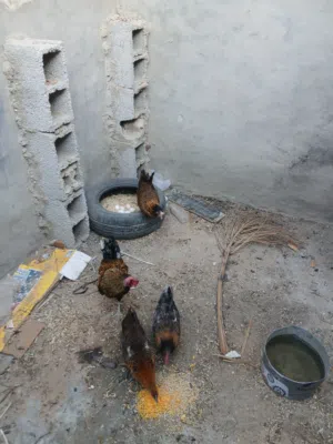 دجاج وطني 3 دجاجات و ديك تحتهن 7 دحيات
