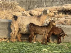 عنز من حلال الجبل الأخضر راهيه وفل فل سمنه تبارك الرحمن تحتها توم سخلات