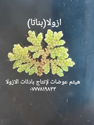‏طعام حيوانات ‏.‏ أخرى‏2