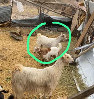 بيع شاه مع بنته